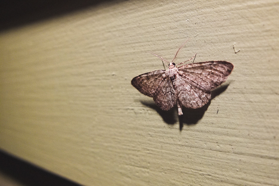 Color photograph of a moth resting on the siding of a house at night