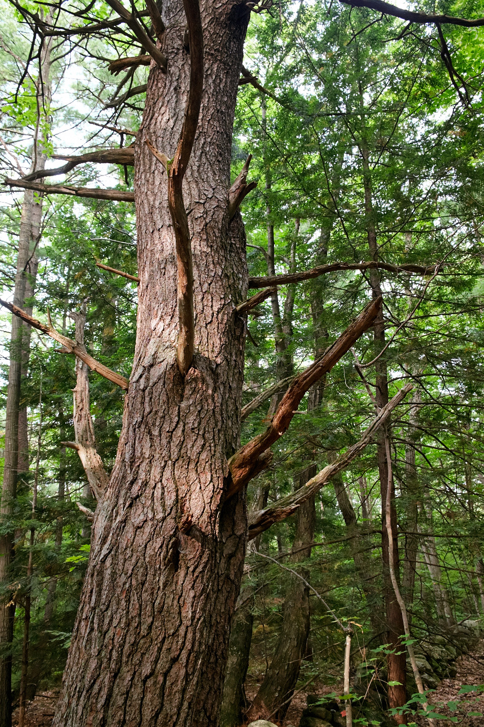 Color photo showing the broken limbs of a large white pine tree