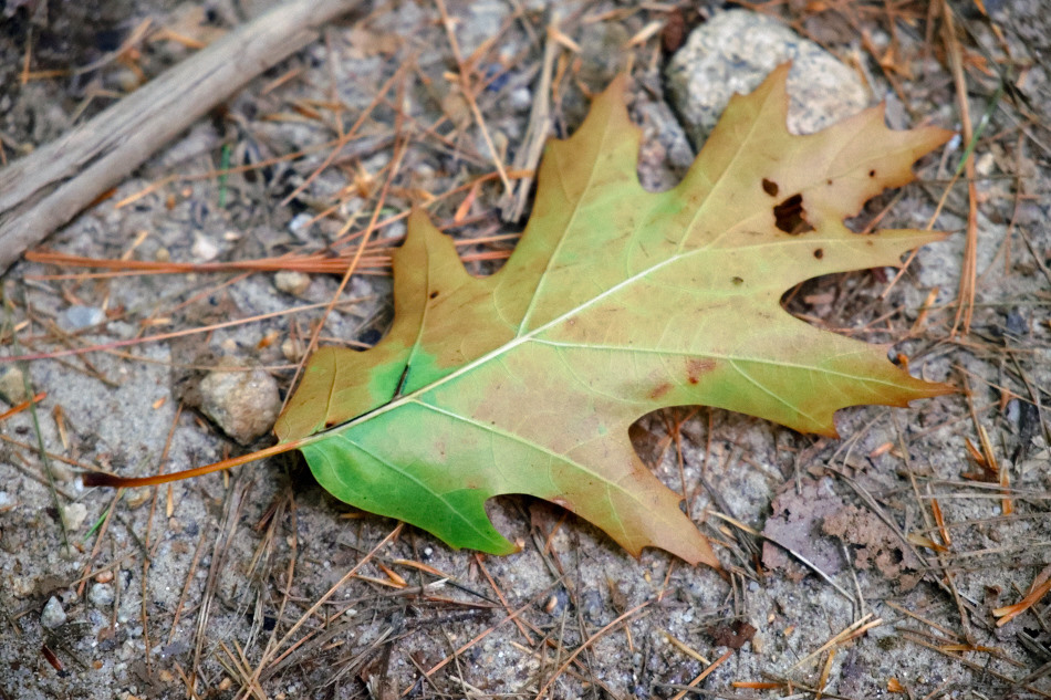 Color photo of an oak leaf with early signs of Autumn colors