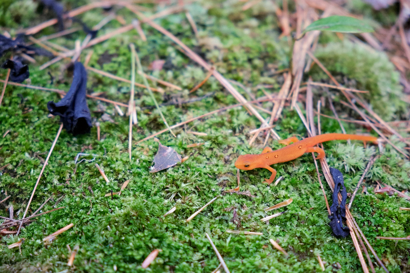 Color photo of a newt strolling across a moss covered rock