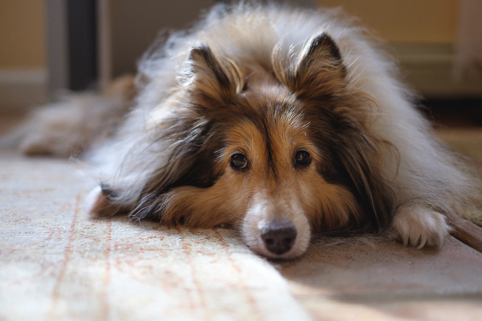 Color photo of a Sheltie resting her head on the floor