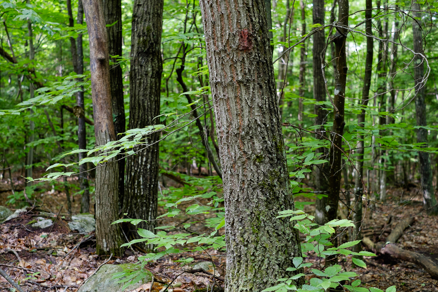 Color photo of trees in the Drummer Hill Forest