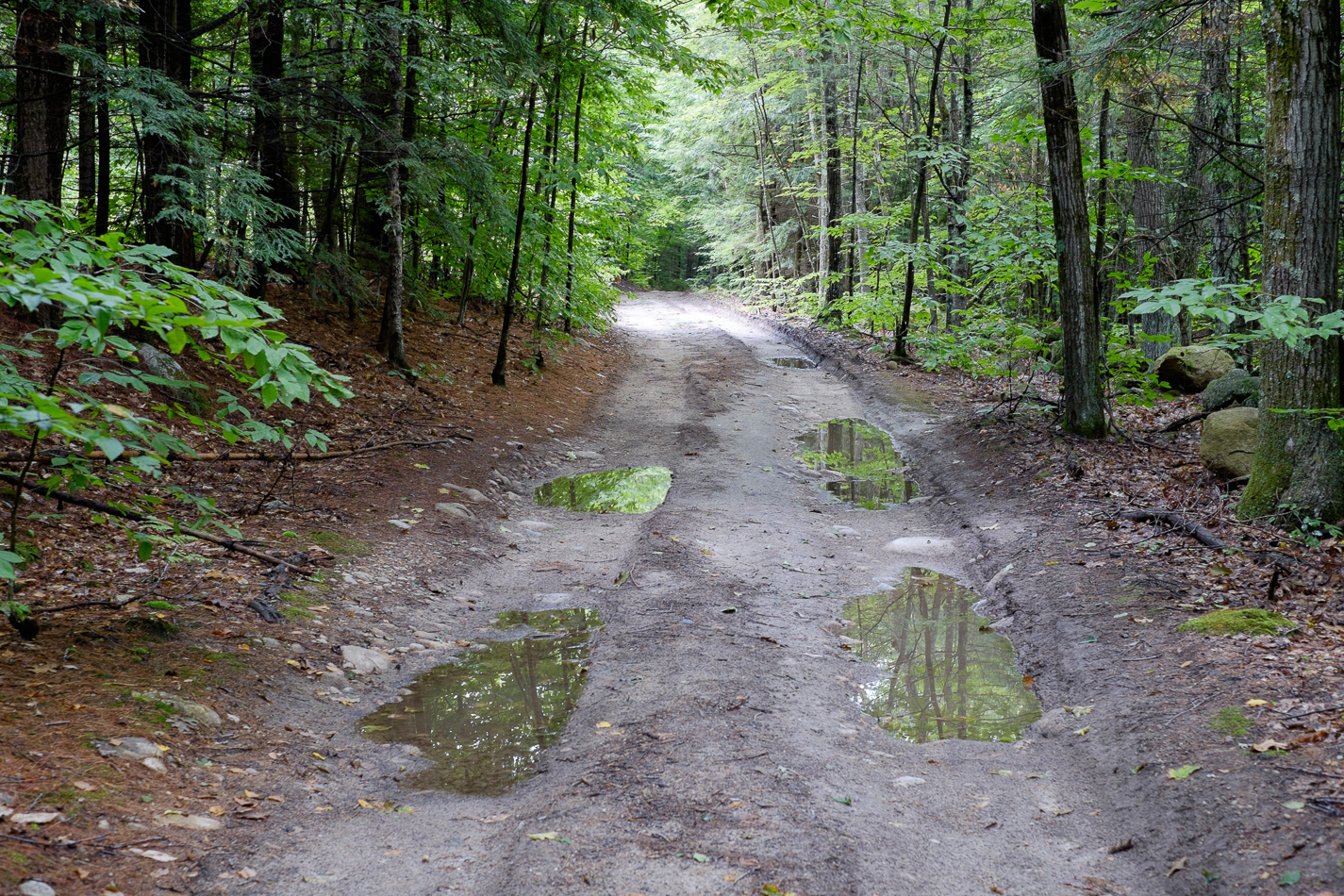 Color photo of a wet, muddy path through the Drummer Hill Forest