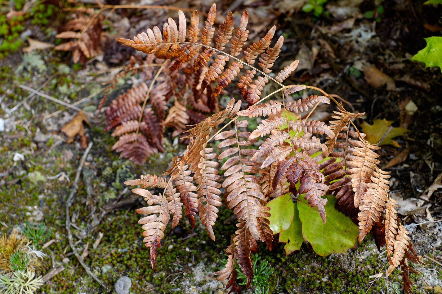 Color photo of a dying fern sporting its late Summer colors