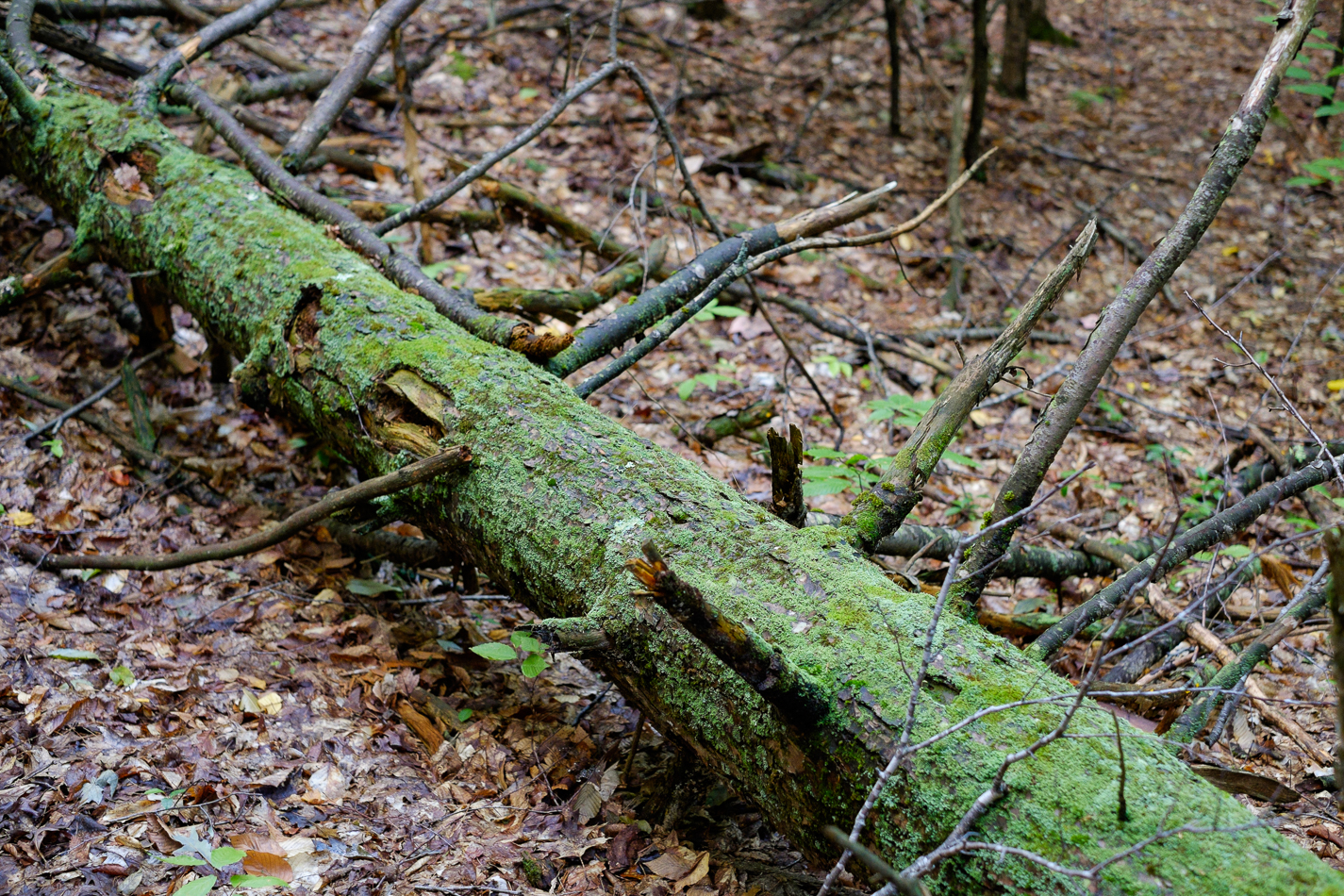 Color photo of a mossy tree lying on the forest floor