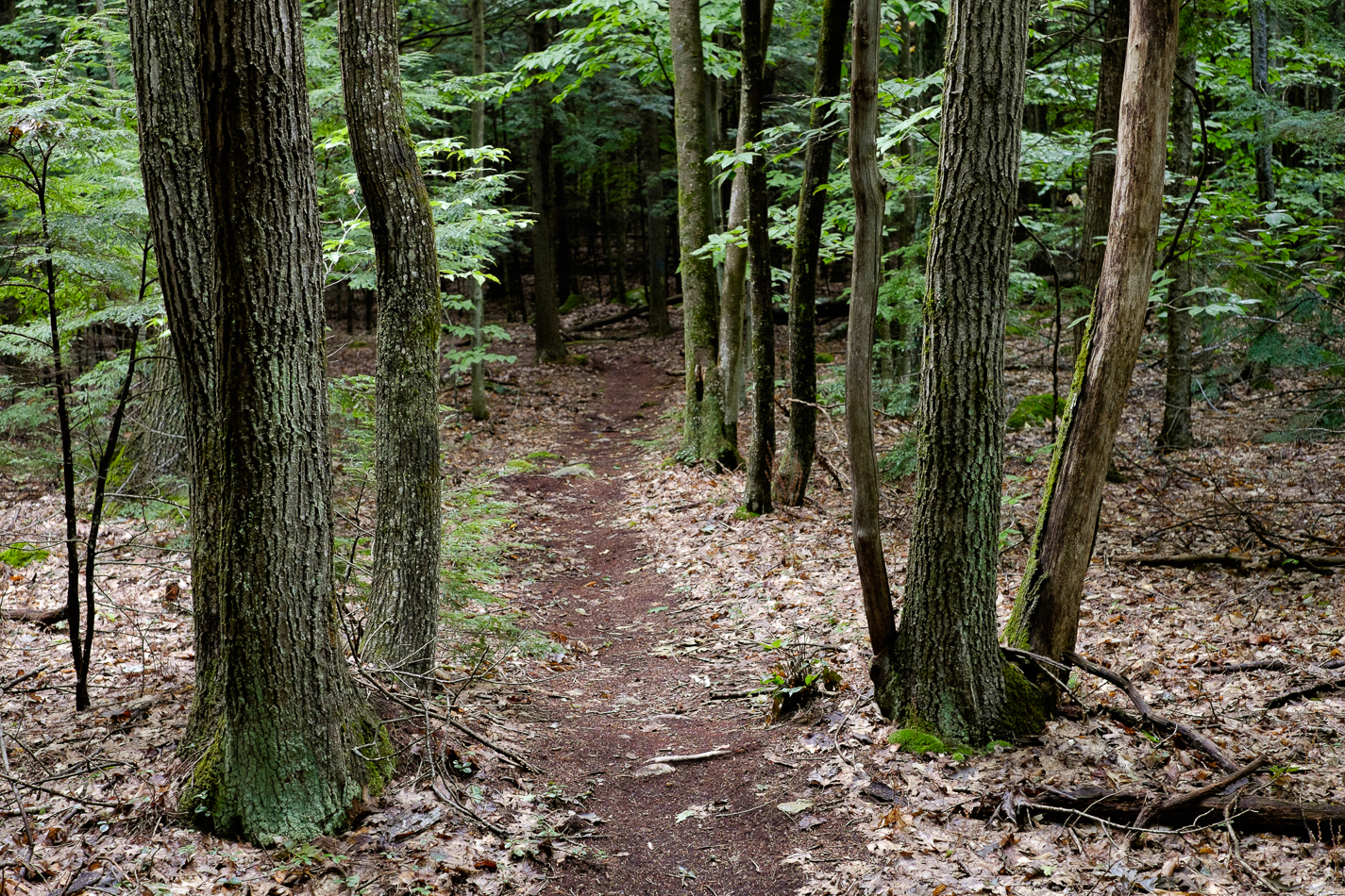 Color photo of trees flanking a path through the Drummer Hill Forest