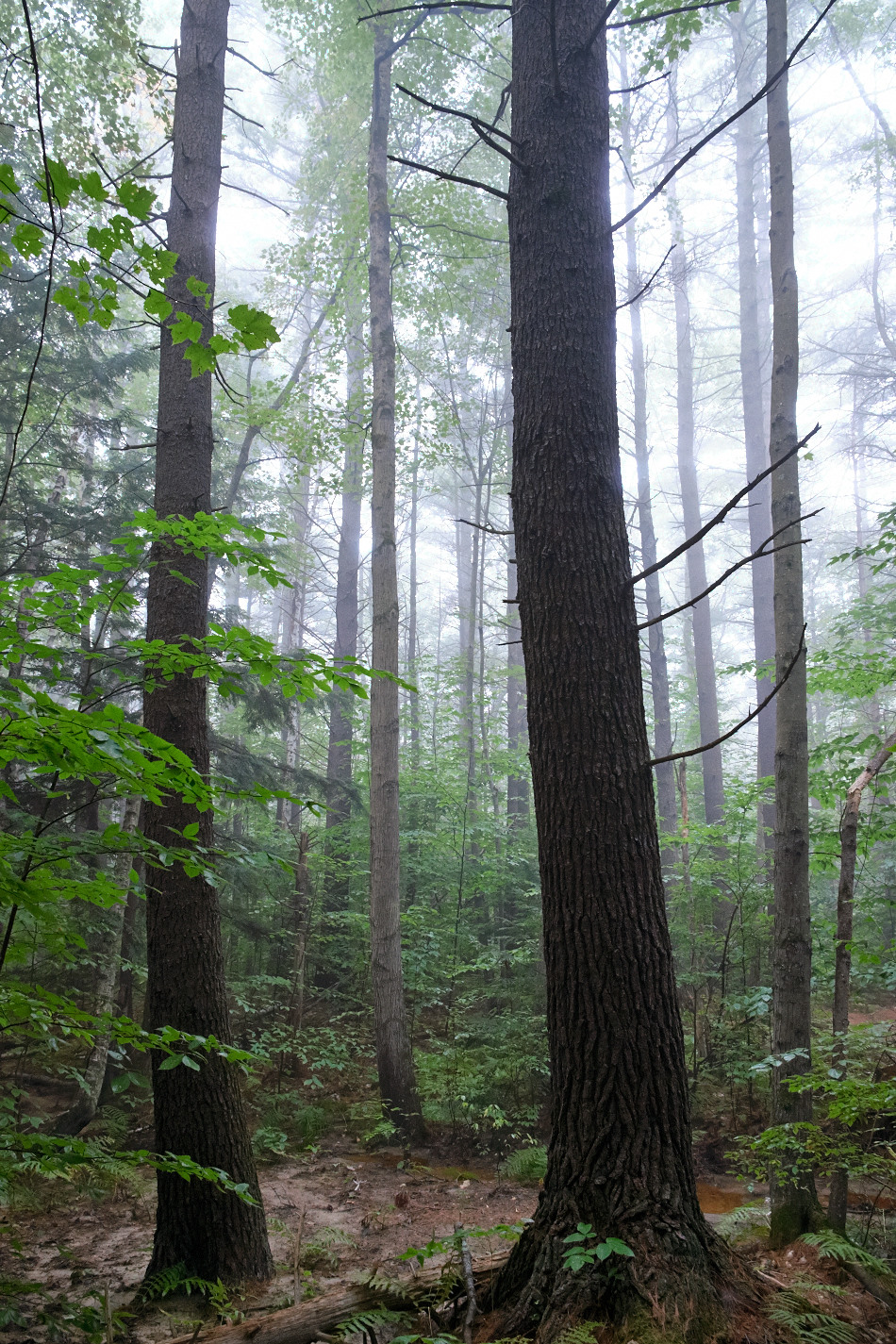 Color photo of trees shrouded by fog in the forest