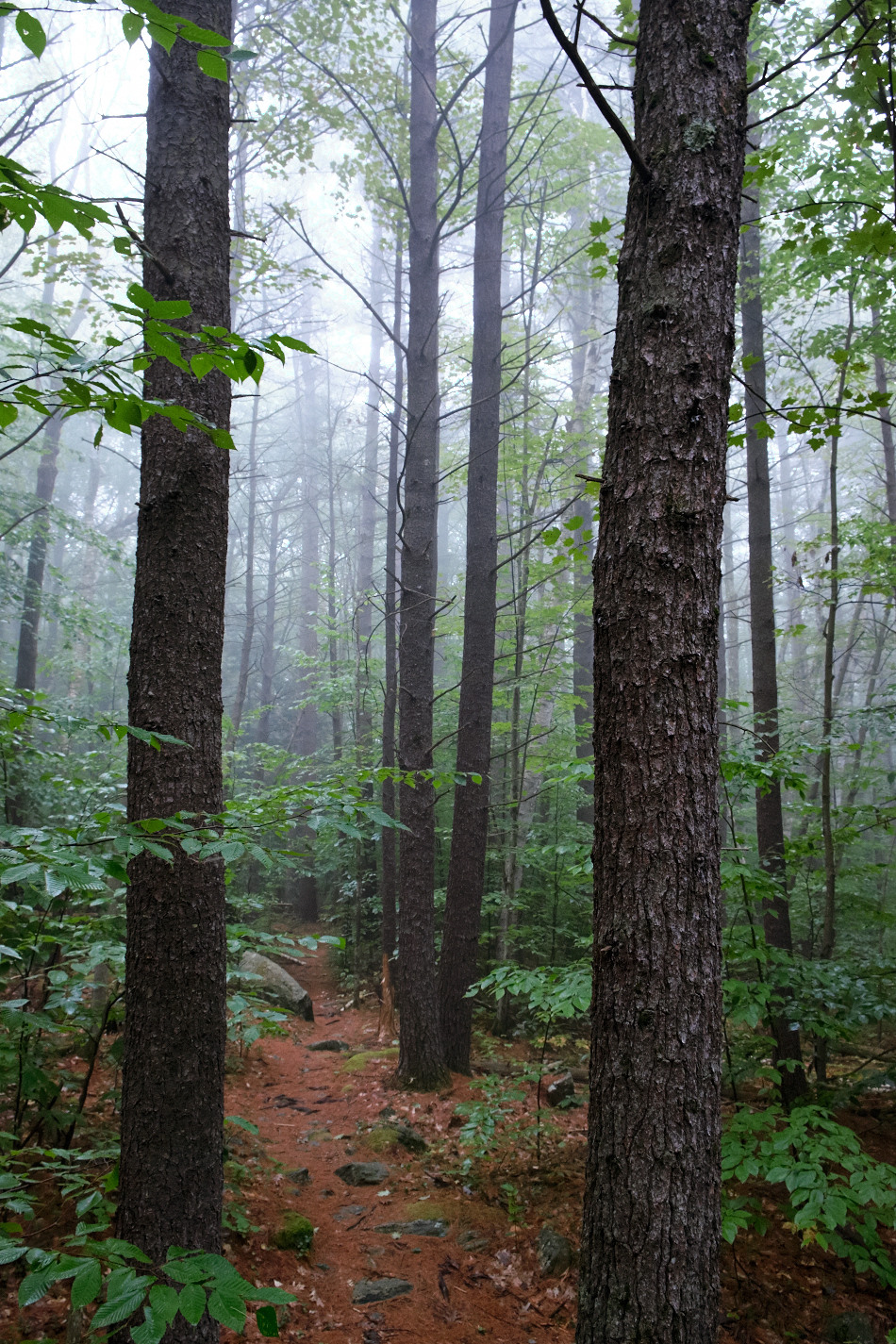 Color photo of two foreground trees framing a pair of trees in a foggy forest