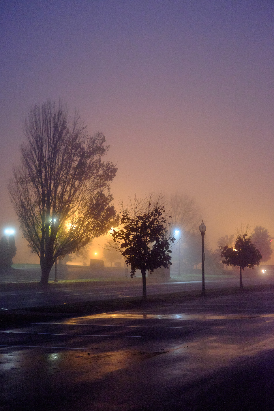 Color photo of trees surrounded by fog and backlit by floodlights in downtown Keene, NH