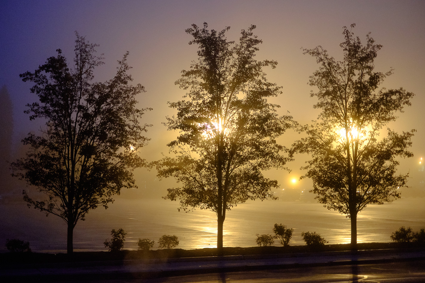 Color photo of three trees backlit by floodlights on a foggy morning in downtown Keene, NH