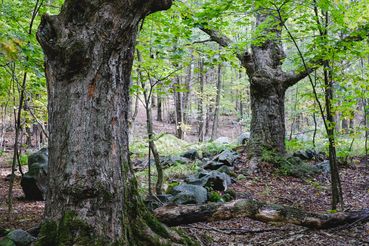 Color photo of two large maple trees on the path to Gap Mountain