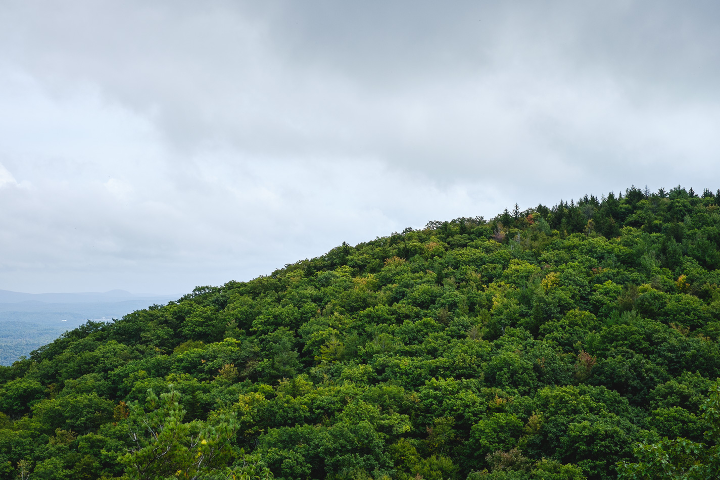 Color photo of a lush green tree-covered hill atop Gap Mountain