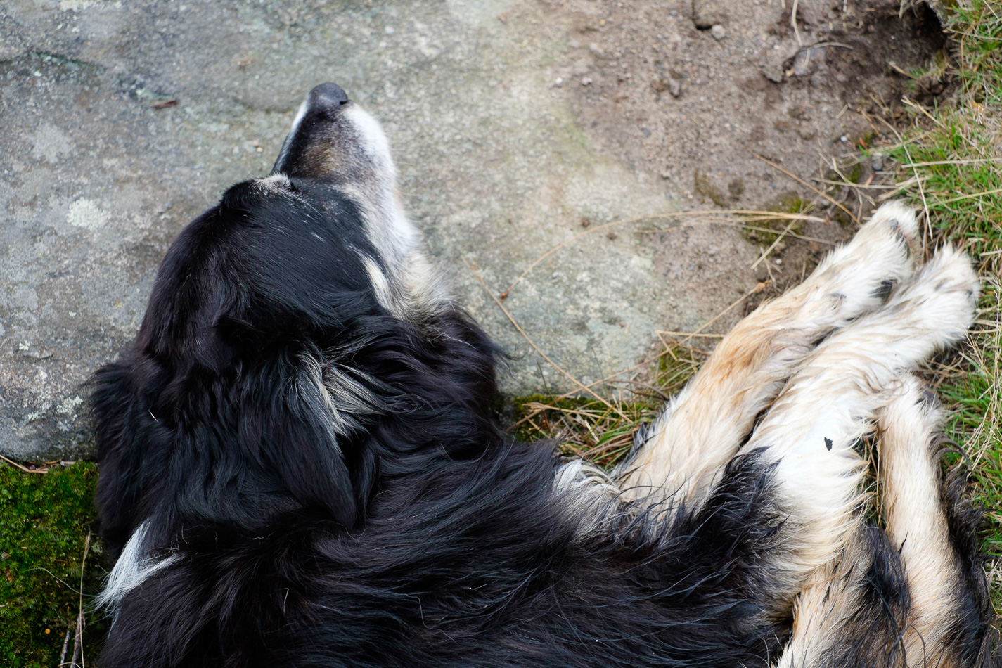 Color photo of a Border Collie named Grant lying on the ground