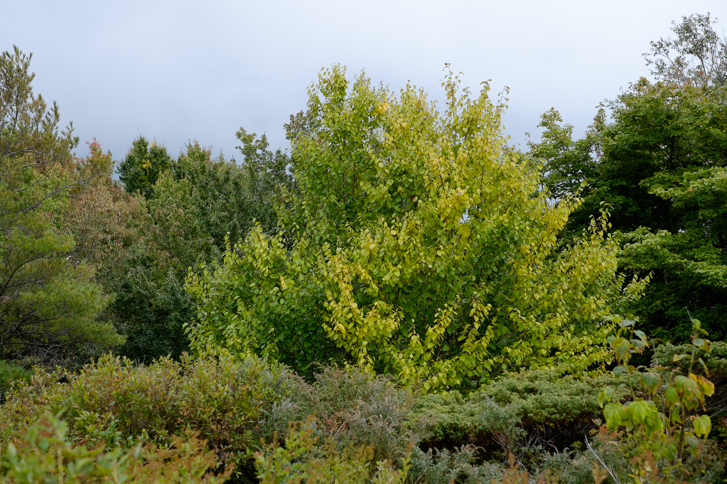 Color photo of early Fall foliage atop Gap Mountain
