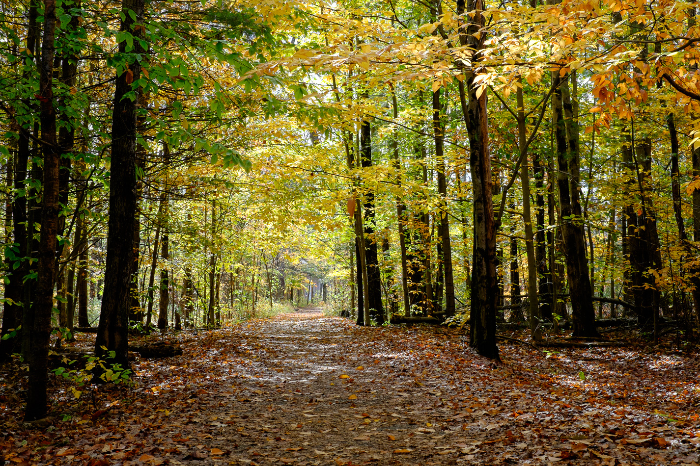 Color photo of Autumn foliage surrounding a path through the woods