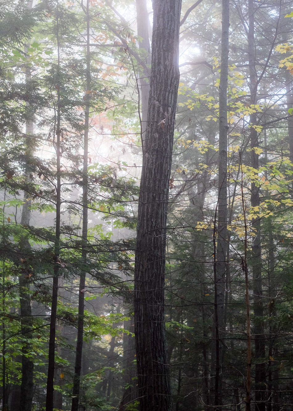 Color photo of trees in the fog