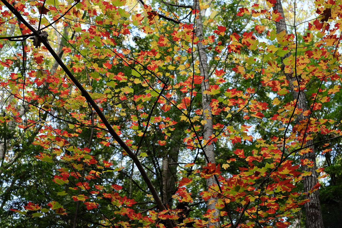 Color photo of multi-colored Autumn leaves