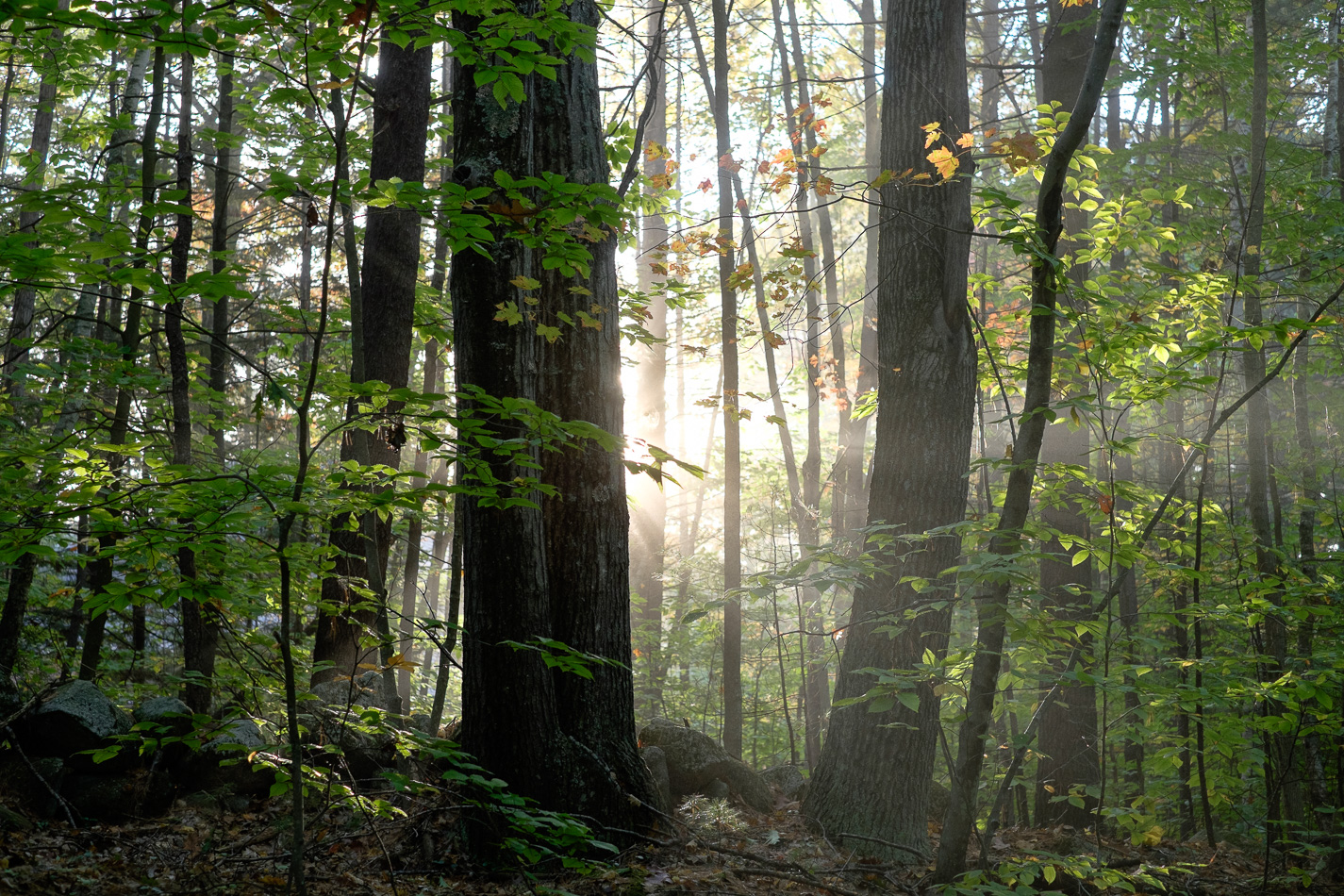 Color photo of sunr rays poking through the trees and fog