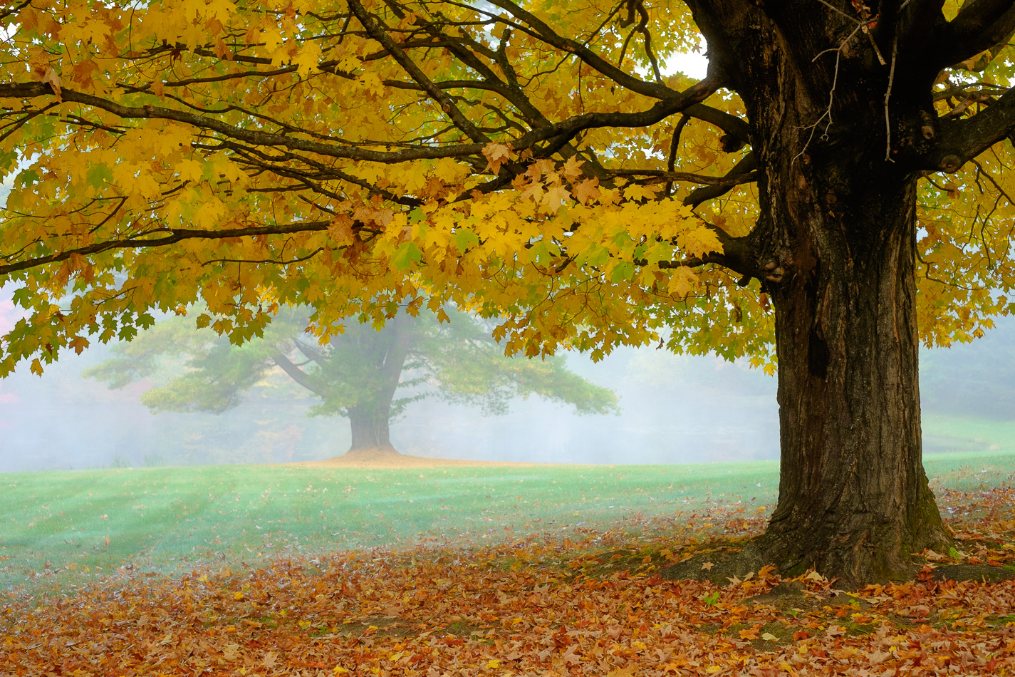 Color photo of a large maple tree with Autumn foliage on a foggy morning