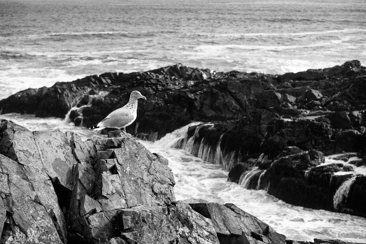 Black and white photo of a lone seagull standing on some large rocks