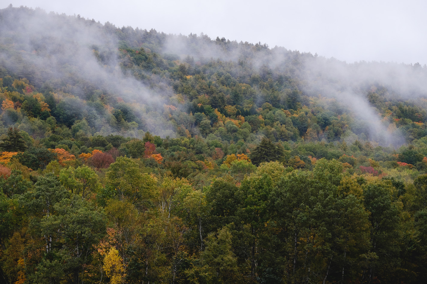 Color photo of Fall foliage and fog