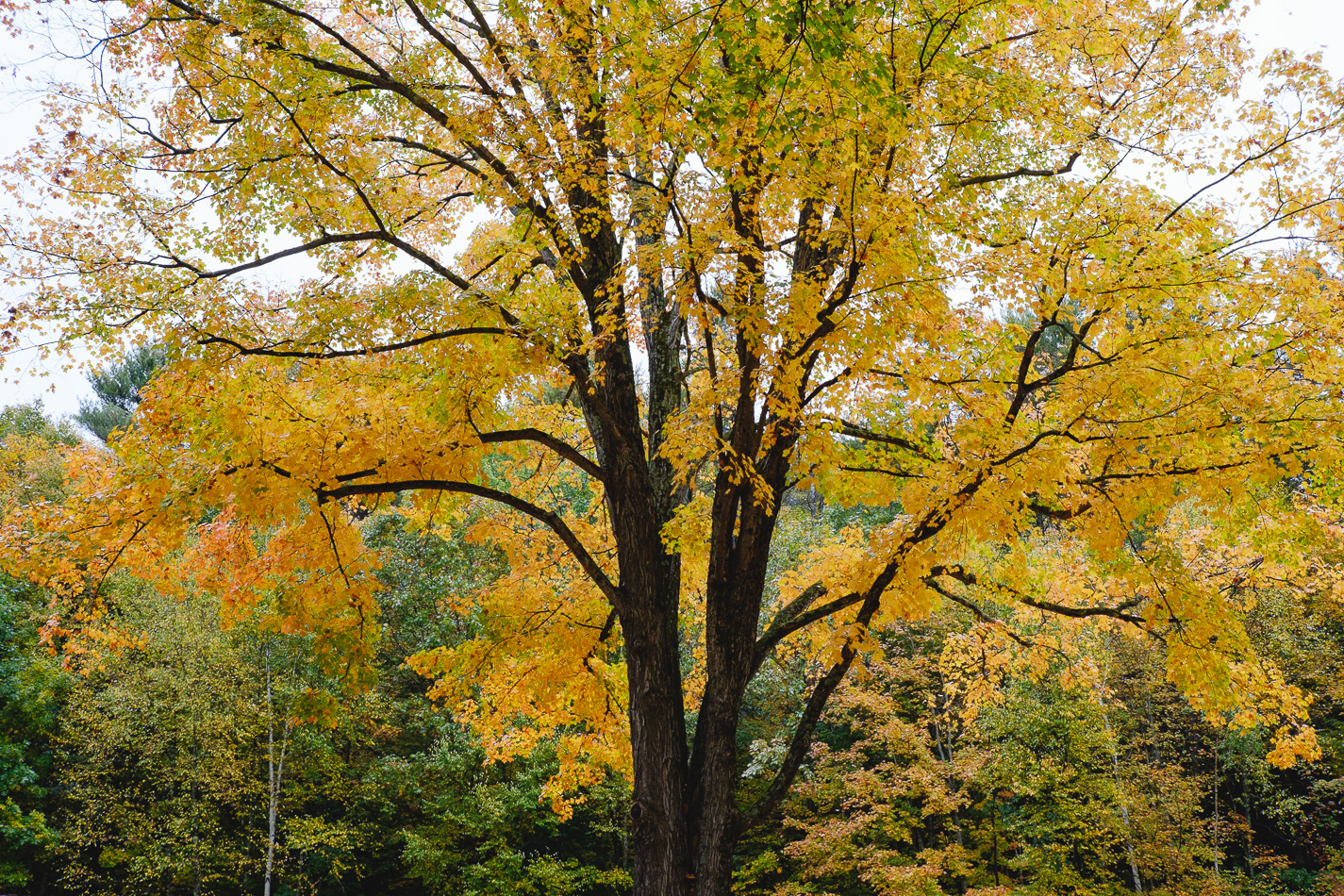 Color photo of a large maple tree ablaze with golden Autumn foliage