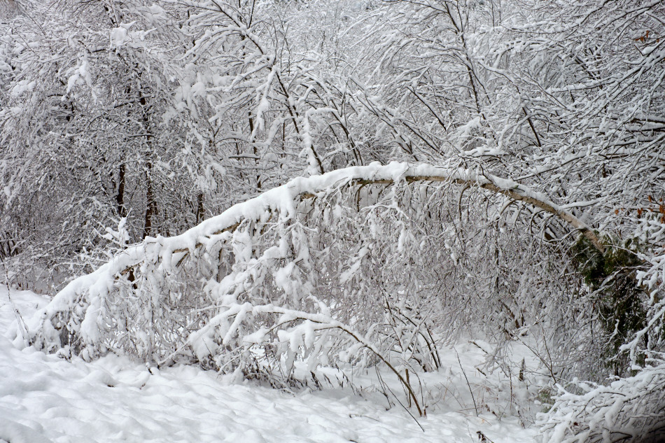 Color photo of a white birch bent over by heavy wet snow