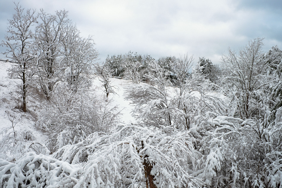 Color photo of snow covered trees on a hillside