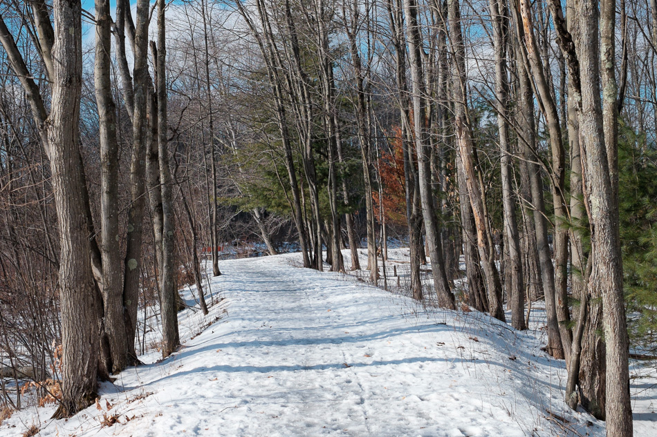 Color photo of trees lining an icy trail