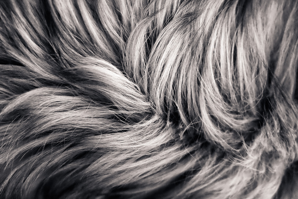 A selenium-toned photo of wavy dog fur