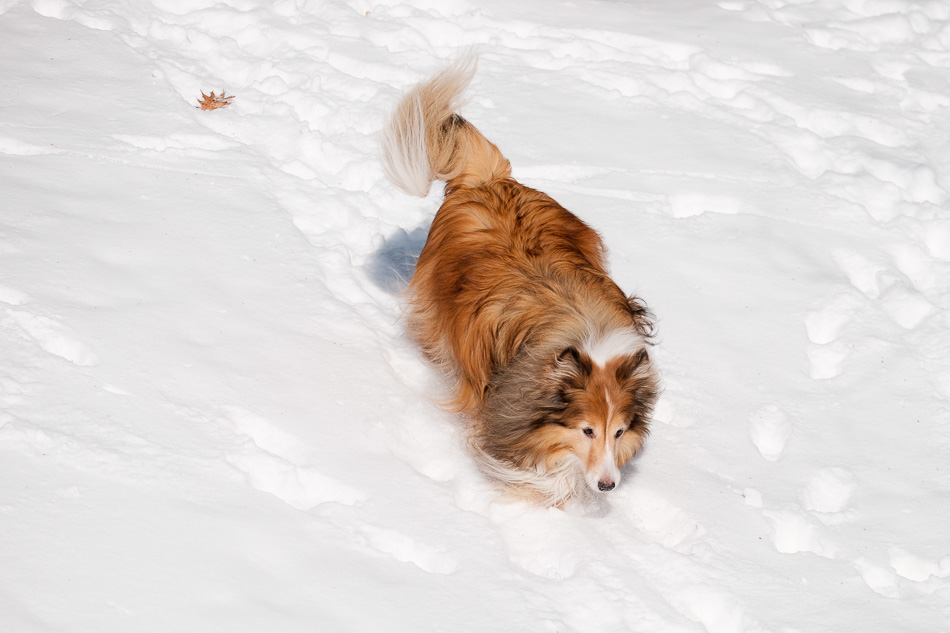 Color photo of a Sheltie running through the snow