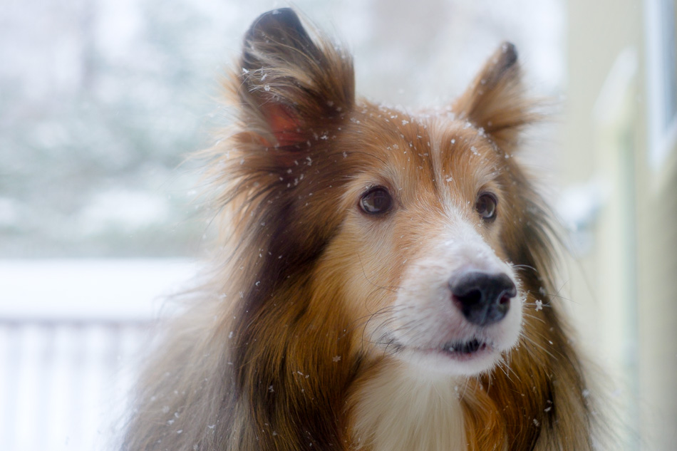 Color photo of a Sheltie covered with snowflakes