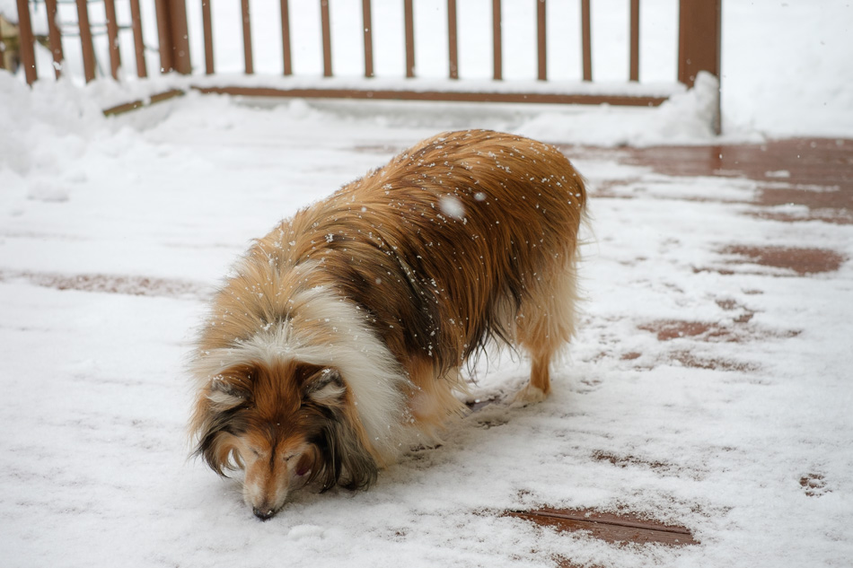 Color photo of a Sheltie eating snow on a deck