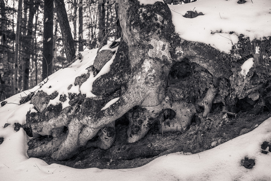 Black and white photo of gnarly exposed tree roots and snow