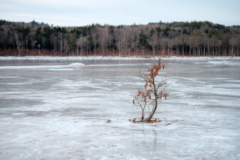 Color photo of a small tree frozen in a lake of ice