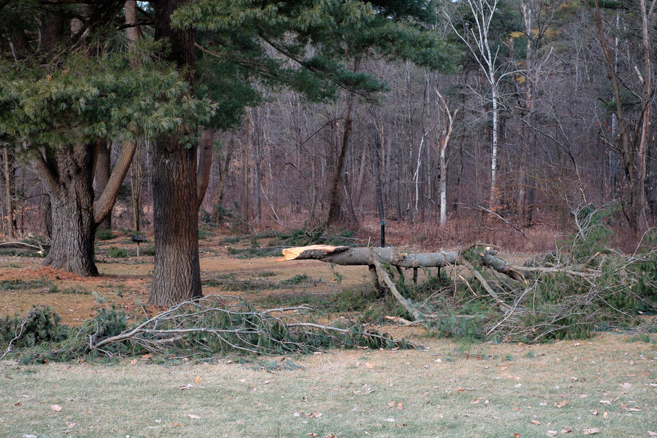 Color photo of a large broken pine tree limb on the ground