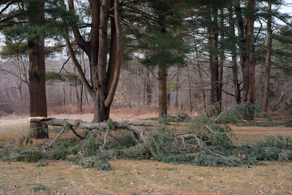 Color photo of broken pine trees at Otter Brook beach
