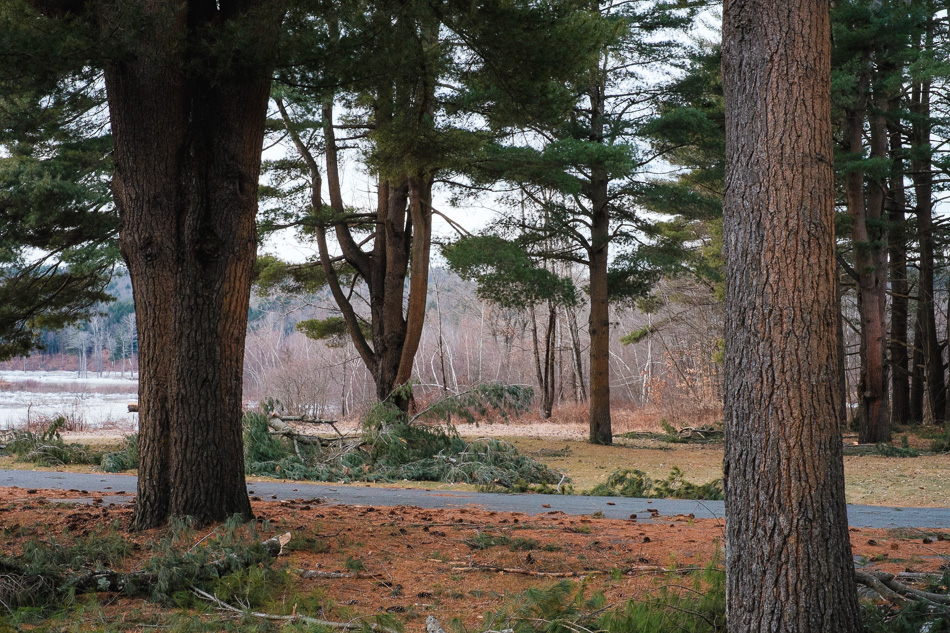 Color photo of broken pine trees at Otter Brook beach