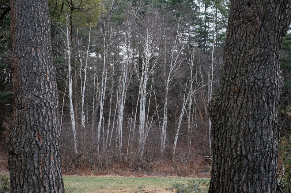 Color photo of a grove of white birch trees framed by white pine trees