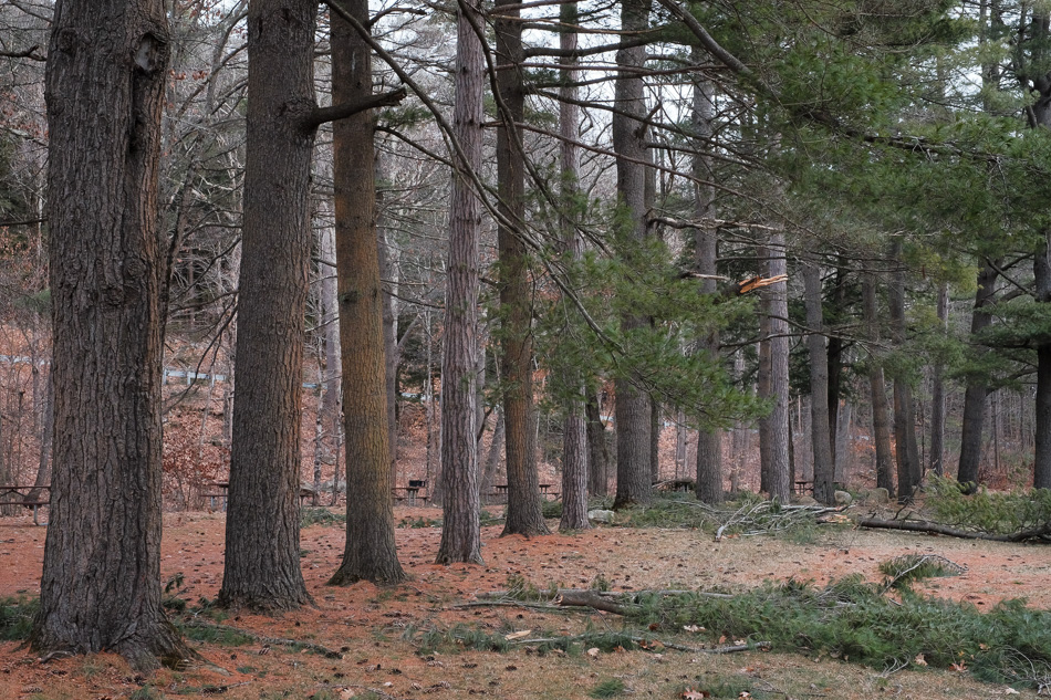 Color photo of a line of pine trees at Otter Brook campground