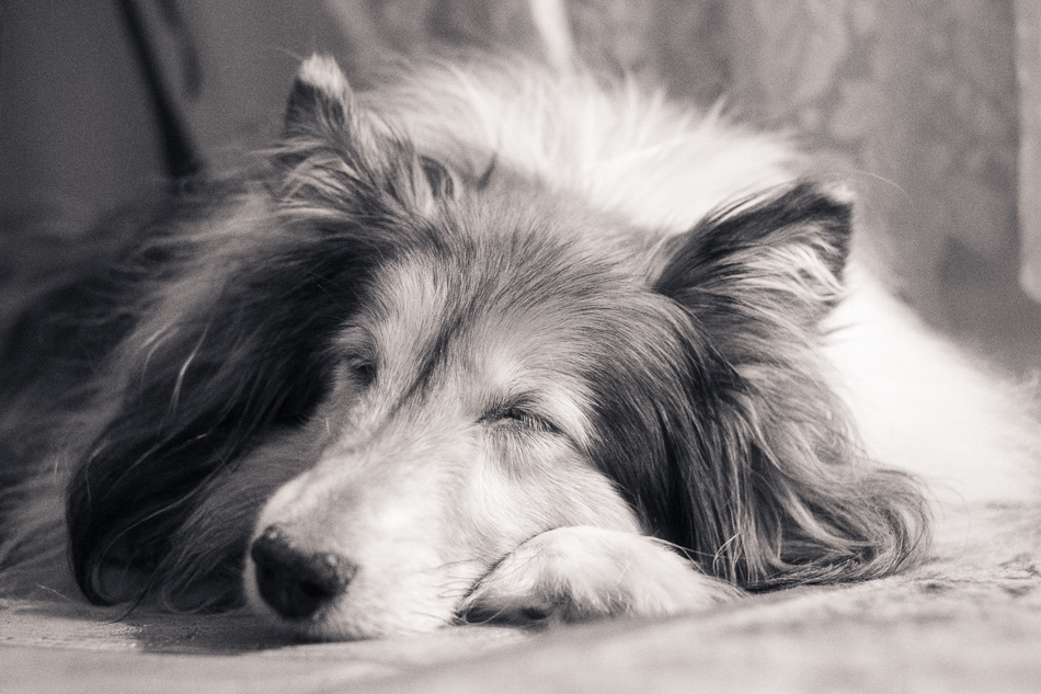 Black and white photo of a sleeping Sheltie