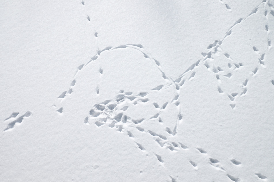 Color photo of animal tracks in fresh, powdery snow