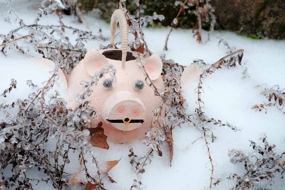 Color photo of a pig flower pot embedded in ice