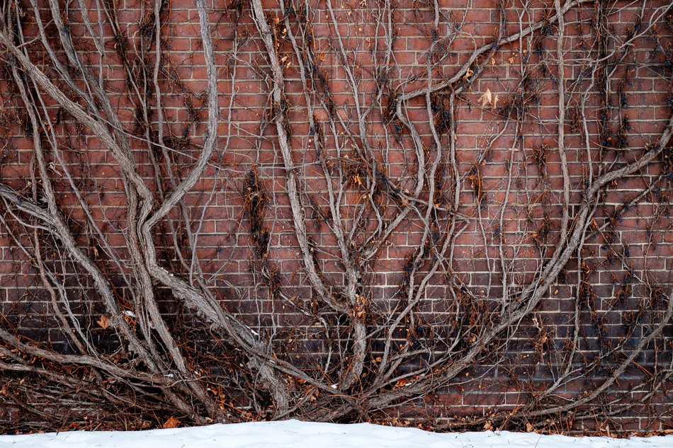 Color photo of vines on a brick wall
