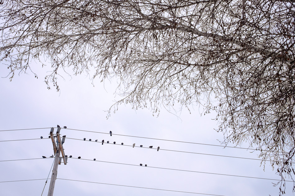 Color photo of a flock of pigeons resting on power lines