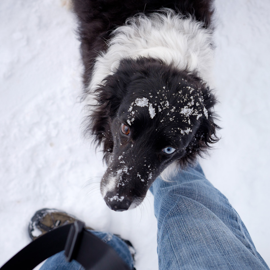 Color photo of a Border Collie's head covered with snow