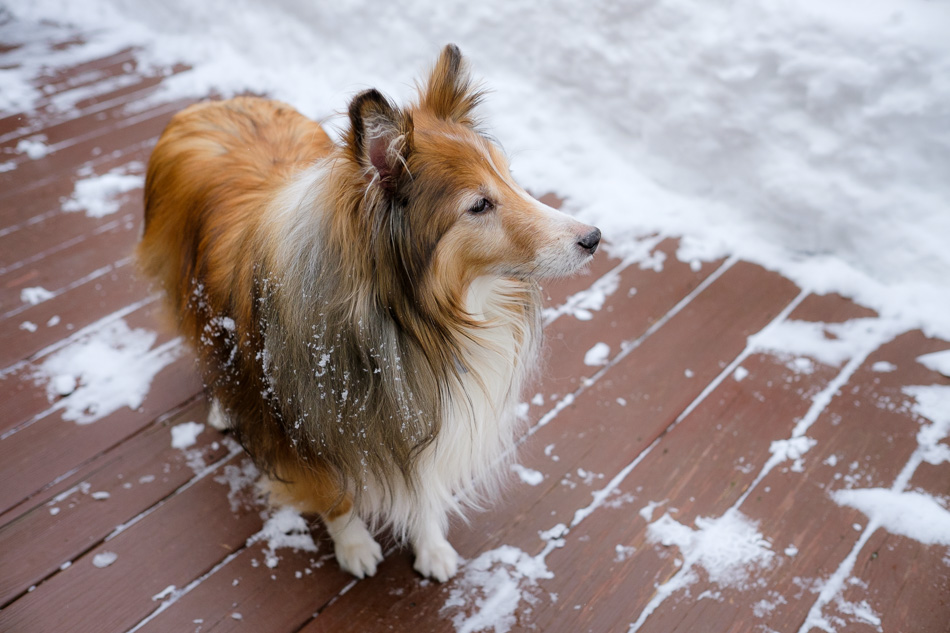 Color photo of a Sheltie on a snow-covered deck