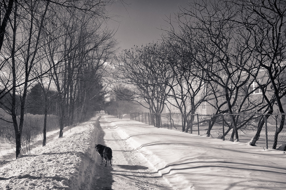 Black and white photo of a Border Collie braving the blowing snow along a path