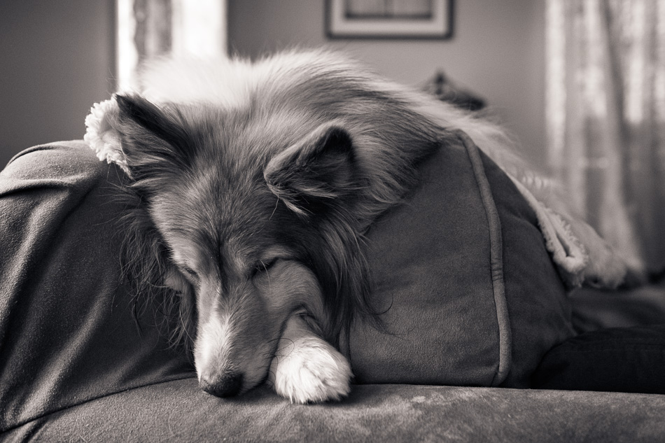 Black and white photo of a Sheltie nestled into the back of a sofa