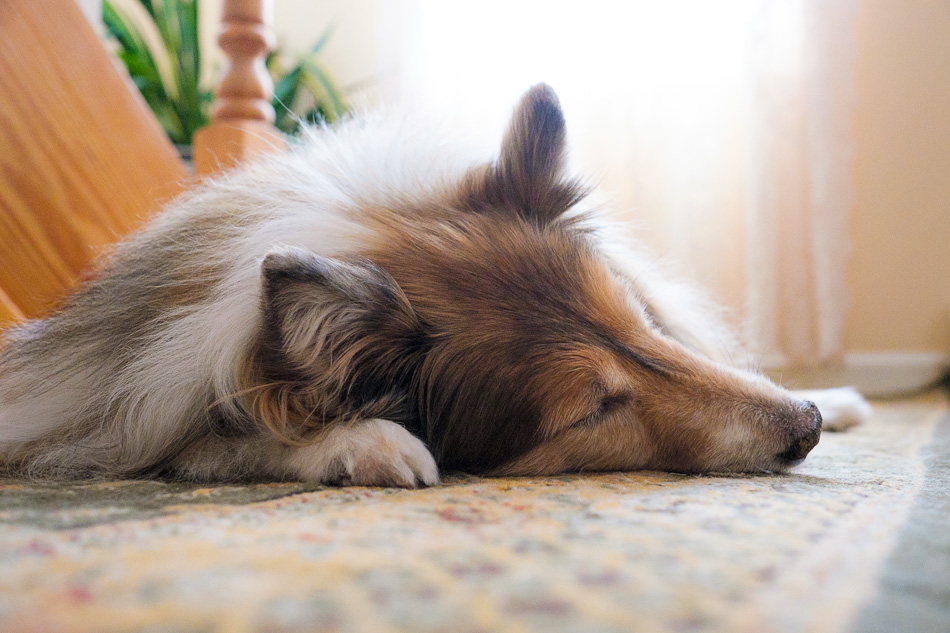 Color photo of a sleeping Sheltie